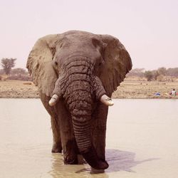 In this photo taken on Saturday, March 3, 2012, an Elephant drinks water inside a dam near Hombori, Mali. Motorcycle-riding poachers have killed at least 19 elephants over the past month, officials said Wednesday, Feb. 11, 2015, a significant blow to a rare grouping that migrates through a part of central Mali where al-Qaida and other extremists have been active.  