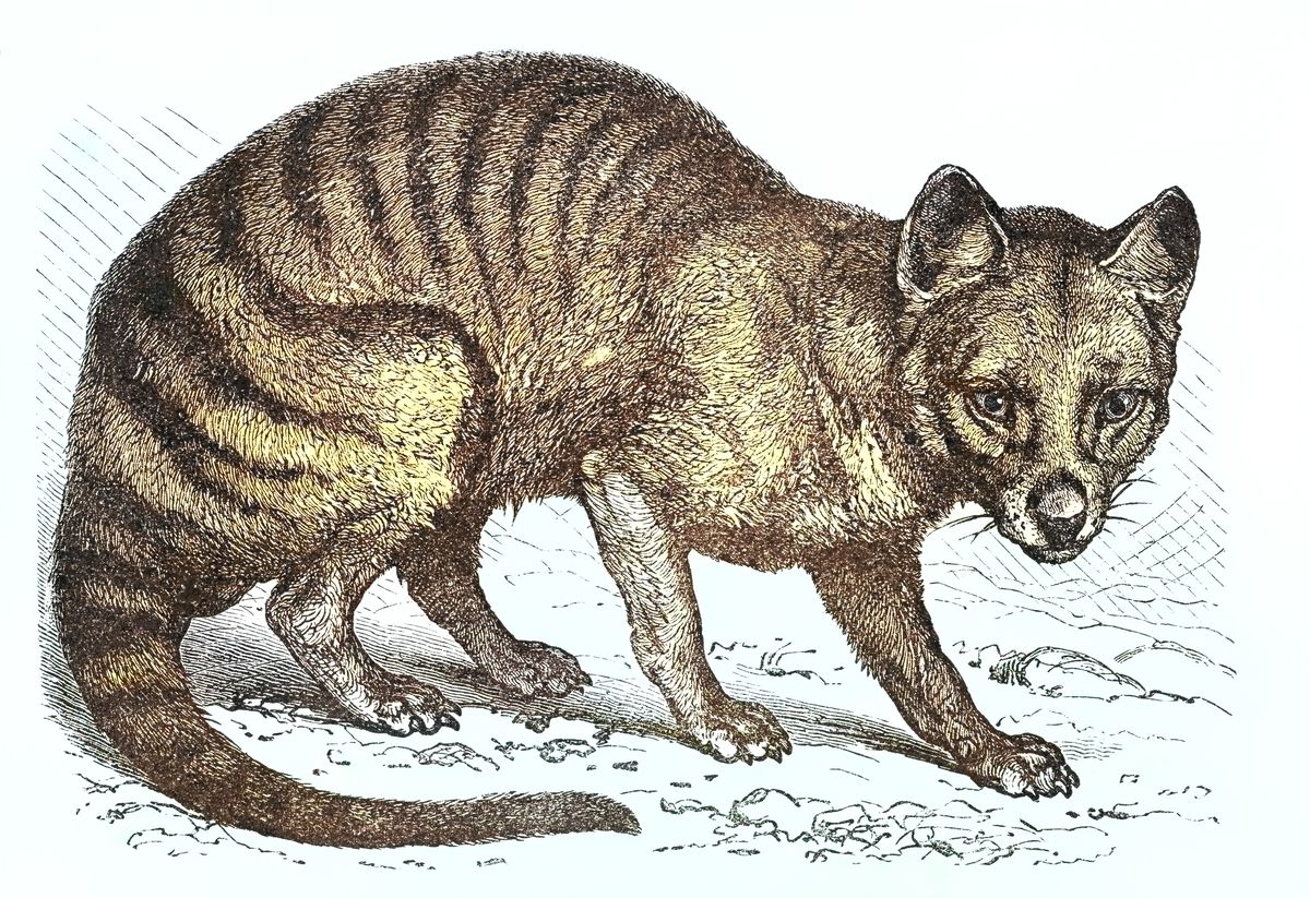 Pale color sketch of an animal that looks a bit like a wolf, but orange and with tiger-like strikes. The animal is crouching down and appears to be in a hunting pose.