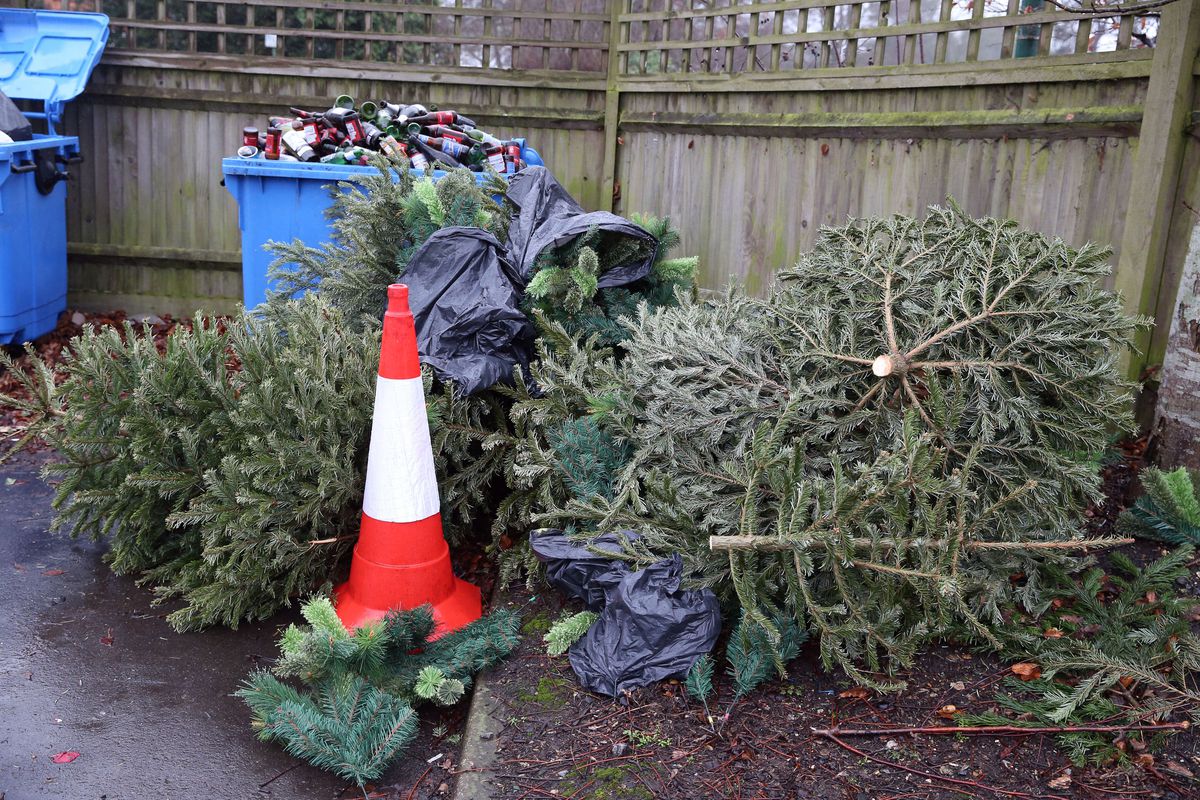 Christmas trees left out to be recycled. 