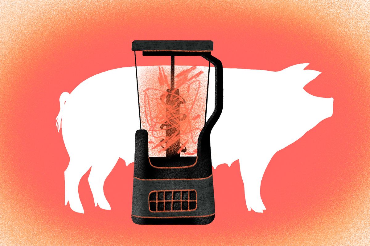 A blender filled with a pink, messy substance sits in front of a pig’s silhouette.