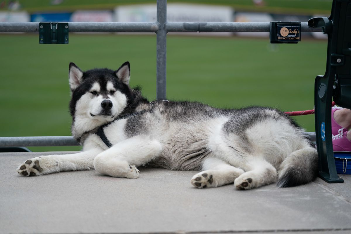A large fluffy white and black dog, kind of looks like a husky, lounges on a sidewalk. Behind it is the outfield at a baseball stadium.
