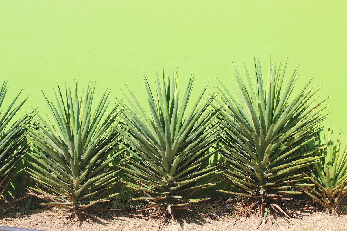 A row of large, spiky agave plants in front of a green wall. 