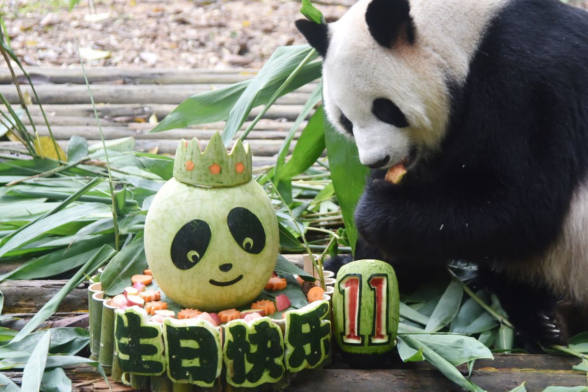 Giant Panda Yuanzhou Celebrates 11th Birthday In Shenzhen