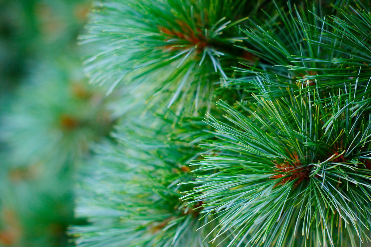 Monterey Pine 