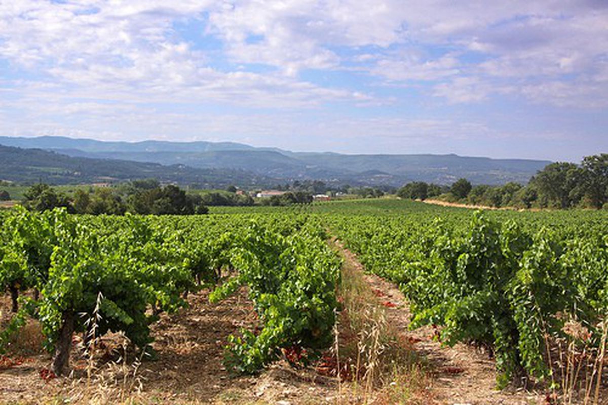 One of the many idyllic vineyard scenes in Provence. [Source: <a href="http://www.flickr.com/photos/84554176@N00/5204954122/">Flickr/Giam</a>]