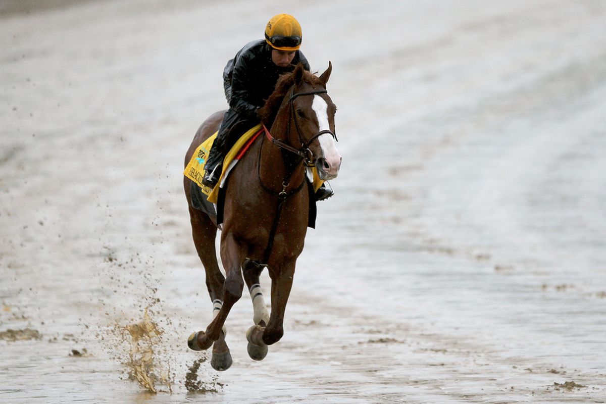 LOUISVILLE, KY - MAY 03:  Shackleford runs during the morning exercise session in preparation for the 137th Kentucky Derby at Churchill Downs on May 3, 2011 in Louisville, Kentucky.  (Photo by Matthew Stockman/Getty Images)