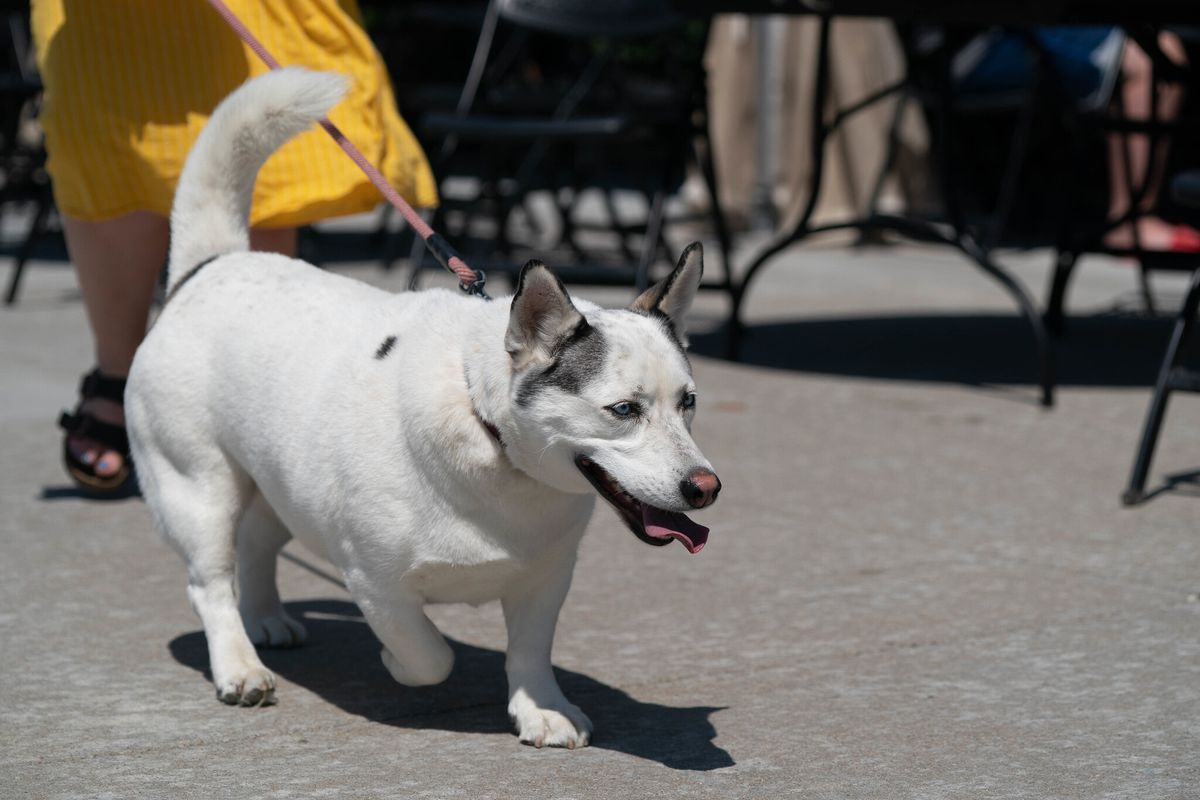 A mostly white dog with black, pointy ears is being walked on a leash on a sidewalk. Their legs are very short and their tail is aloft.