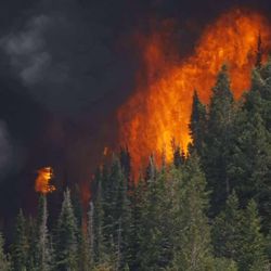 The Seeley Fire burns trees Wednesday, June 27, 2012 about 16 miles west of Price Utah.