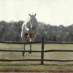 Famous jumping horse champion named Snowman owned by Harry deLeyer on Long Island October 1959.