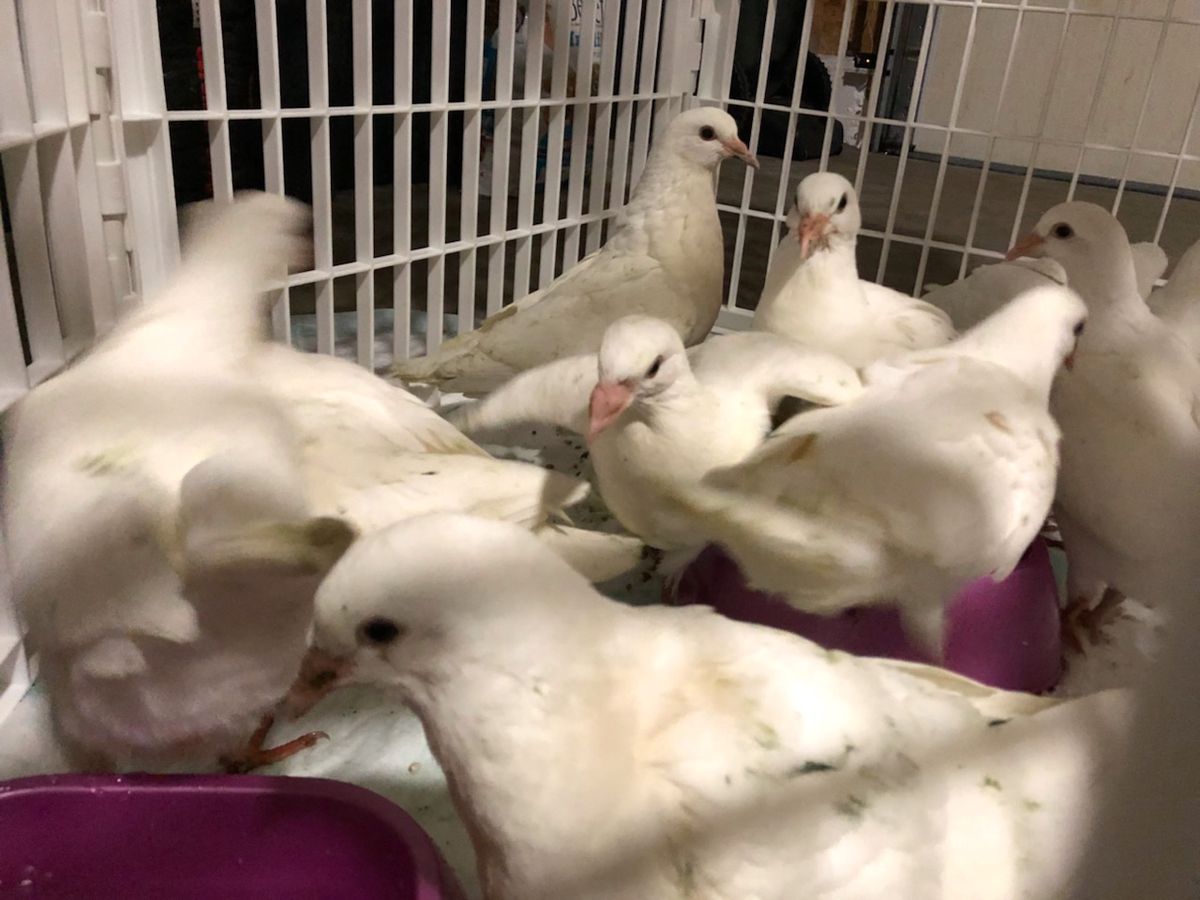 A second group of 11 sick pigeons were rescued from the 1300 block of Winona in June 2018. | provided photo