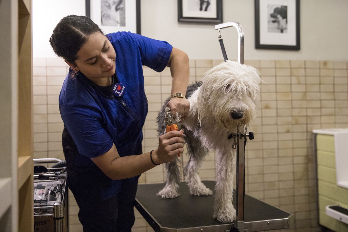 Bianca Sedano, 27, a professional dog groomer at Doggy Style Pet Shop, grooms Kuma, an Old English Sheepdog on Oct. 9, 2018. | Ashlee Rezin/Sun-Times