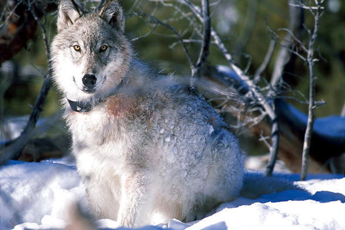 A gray wolf is seen in 2003 after being collared. The idea of using them to shrink burgeoning elk and deer herds is controversial.