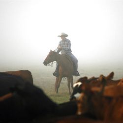 Justin Feagle moves cattle to rotate them to a different pasture in the early morning fog at Deseret Ranches of Florida, Wednesday, May 11, 2011. 