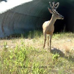 Utah wildlife take advantage of special crossings put in on major freeways in Utah that help reduce the number of vehicle and wildlife collisions. The committee coordinating the efforts received a national award from the Federal Highway Administration.