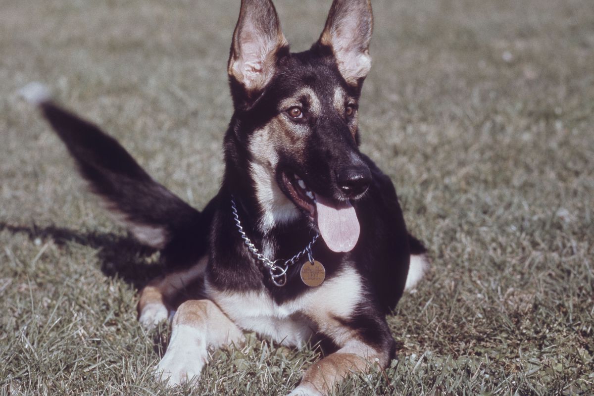 German Shepard wearing silver dog collar