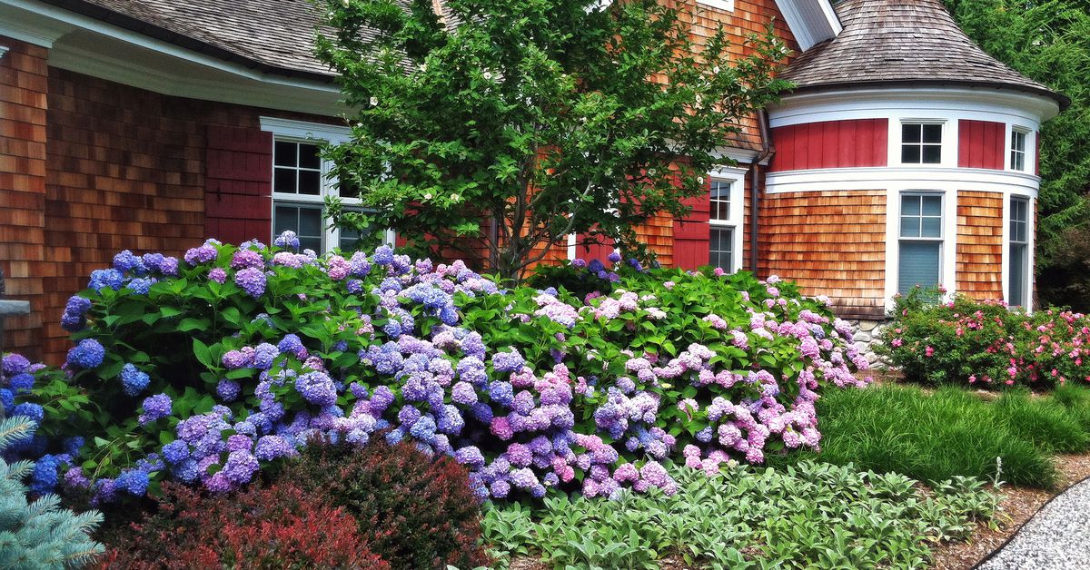  Low Maintenance Shrubs This Old House - Best Outdoor Plants For Front Yard