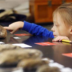 Young volunteer Magnus Pecchia-Bekkum pets a taxidermied muskrat as the Natural History Museum of Utah opens up the back rooms for visitors to see items that aren't out for regular viewing Saturday, Nov. 12, 2016.
