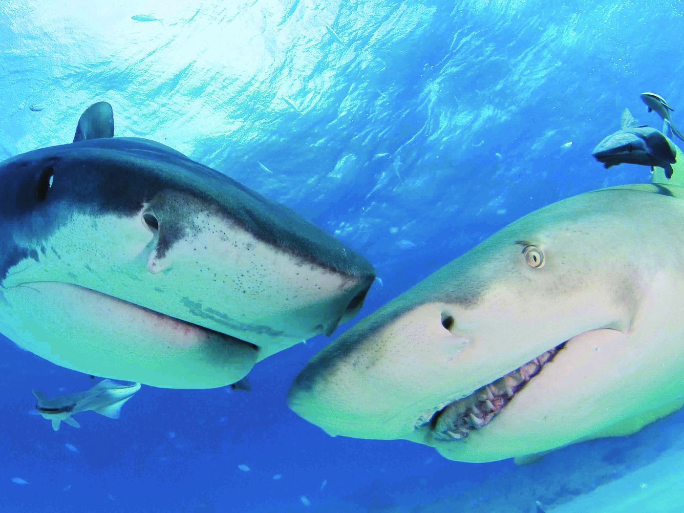 Sharks as you won't see them on Shark Week: Intelligent and remarkably...