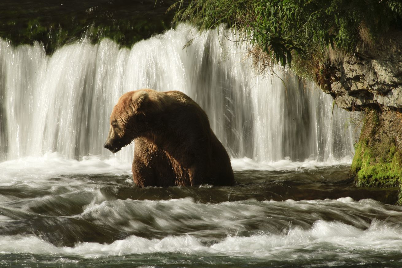 KATMAI, ALASKA, JULY 20, 2014: One of the most famous viewing spots for the Coastal Brown Bear in Al