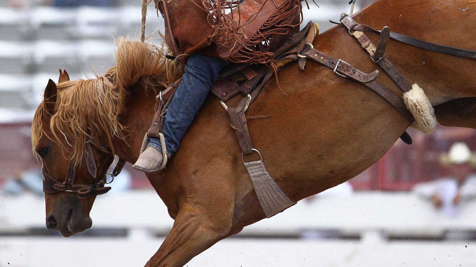 Denver Broncos News: Horse Tracks - 1/16/13 - Mile High Report