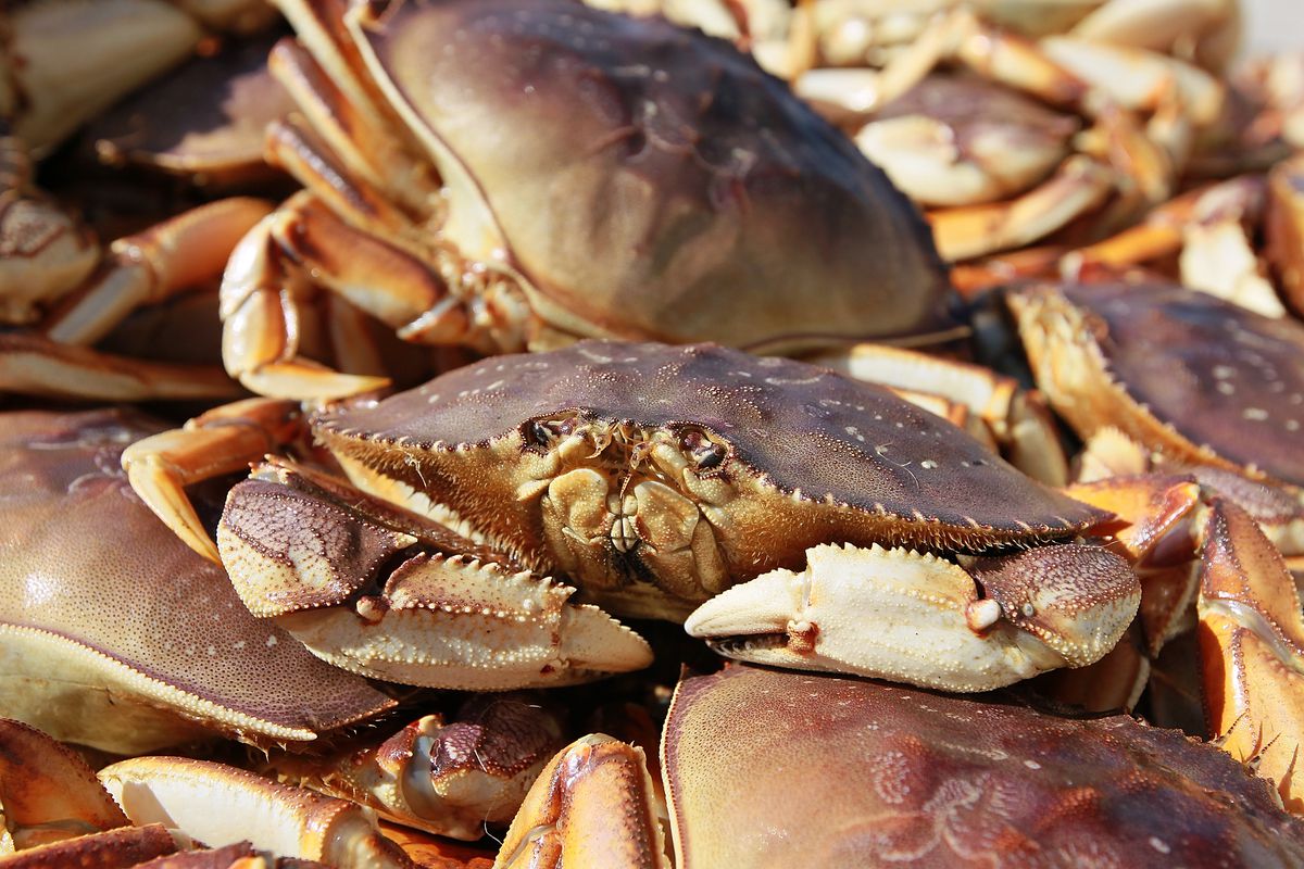 California’s Dungeness Crab Seasons Starts
