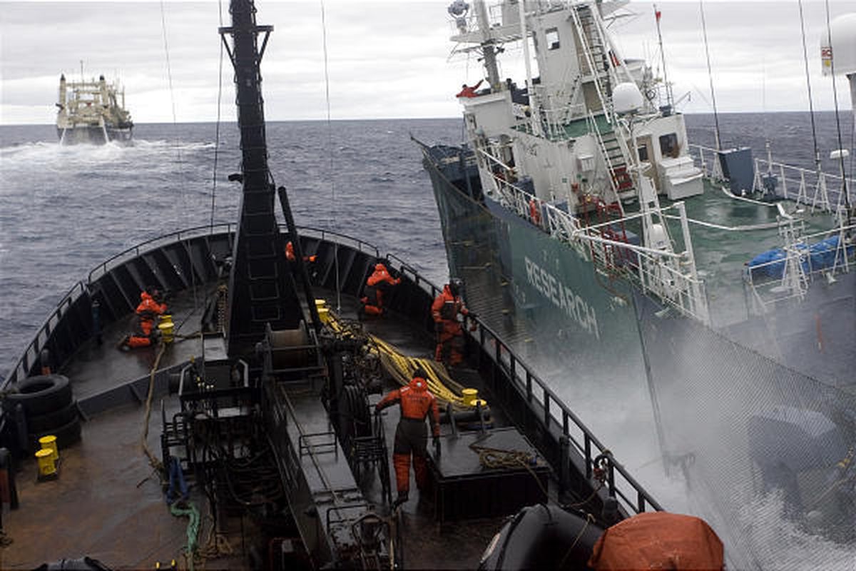 In this photo released by Sea Shepherd, anti-whaling group Sea Shepherd's ship the Bob Barker, left, and Japanese harpoon boat the Yushin Maru 3 collide in the waters off Antarctica Saturday.