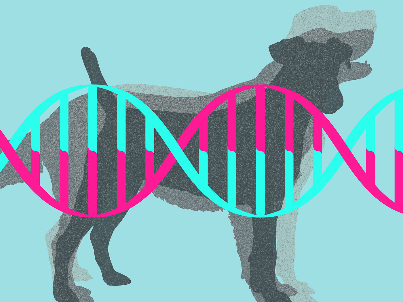 Doggie DNA startup wants to learn about human diseases from dog drool - The  Verge