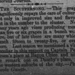 raise for the Scuppernong grape in the Pensicola, FL Gazette, 1878. The grape variety first cultivated in Florida by French Huguenot settlers in the 1500s. 