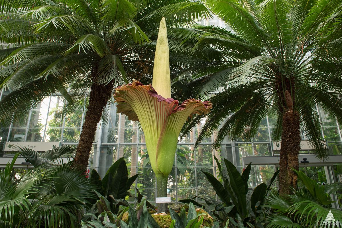 A gigantic flower-like blossom with a huge fleshy spike emerging from its center.