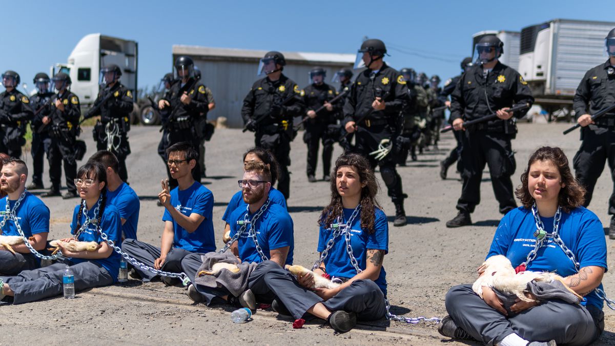 A row of activists sit on the ground cradling dead ducks in their arms. Behind them is a row of police in riot gear.