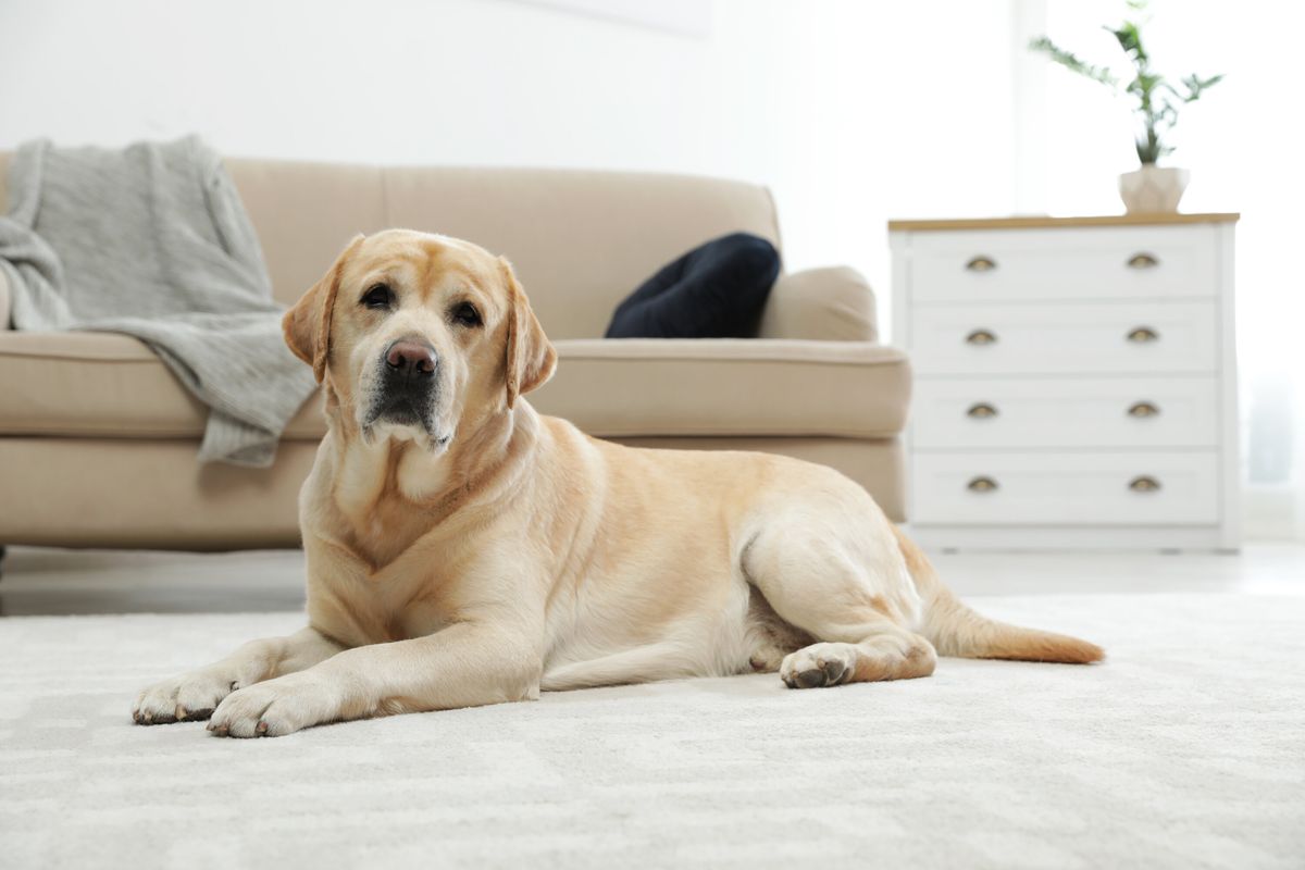 A yellow Labrador laying down on a white carpet looking at the camera with a sofa and dresser in the background