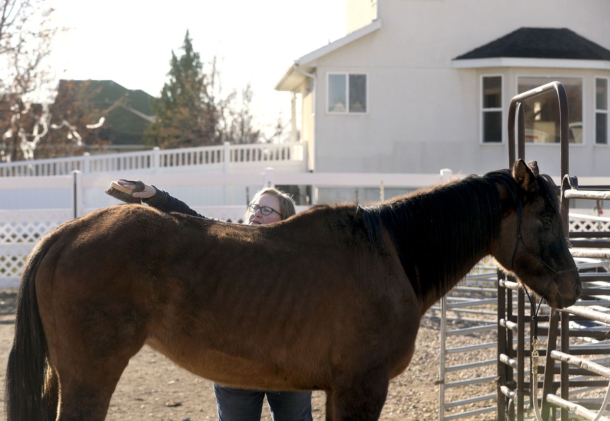 Marie Gessel brushes Sophie at her home in Riverton on Friday, Dec. 3, 2021.