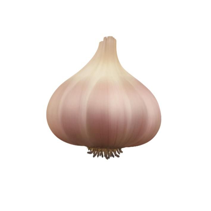a head of garlic