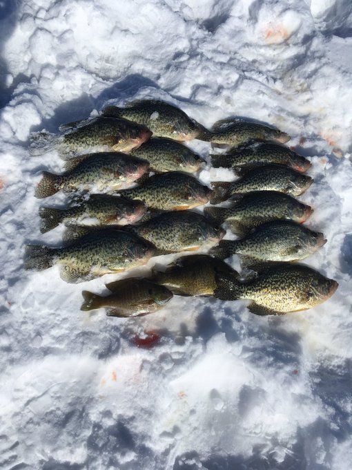 Ice fishing for crappie has been good around Hayward, Wis. Provided by Kyle Lamm