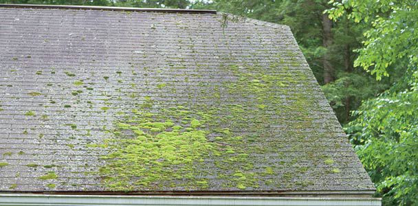 Moss On Roof