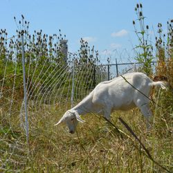 A dairy goat grazes on one of thirty-five acres that a herd of sheep, goats, and a donkey named Jackson will maintain at O’Hare International Airport this fall. | Ellicia Myles/Sun-Times