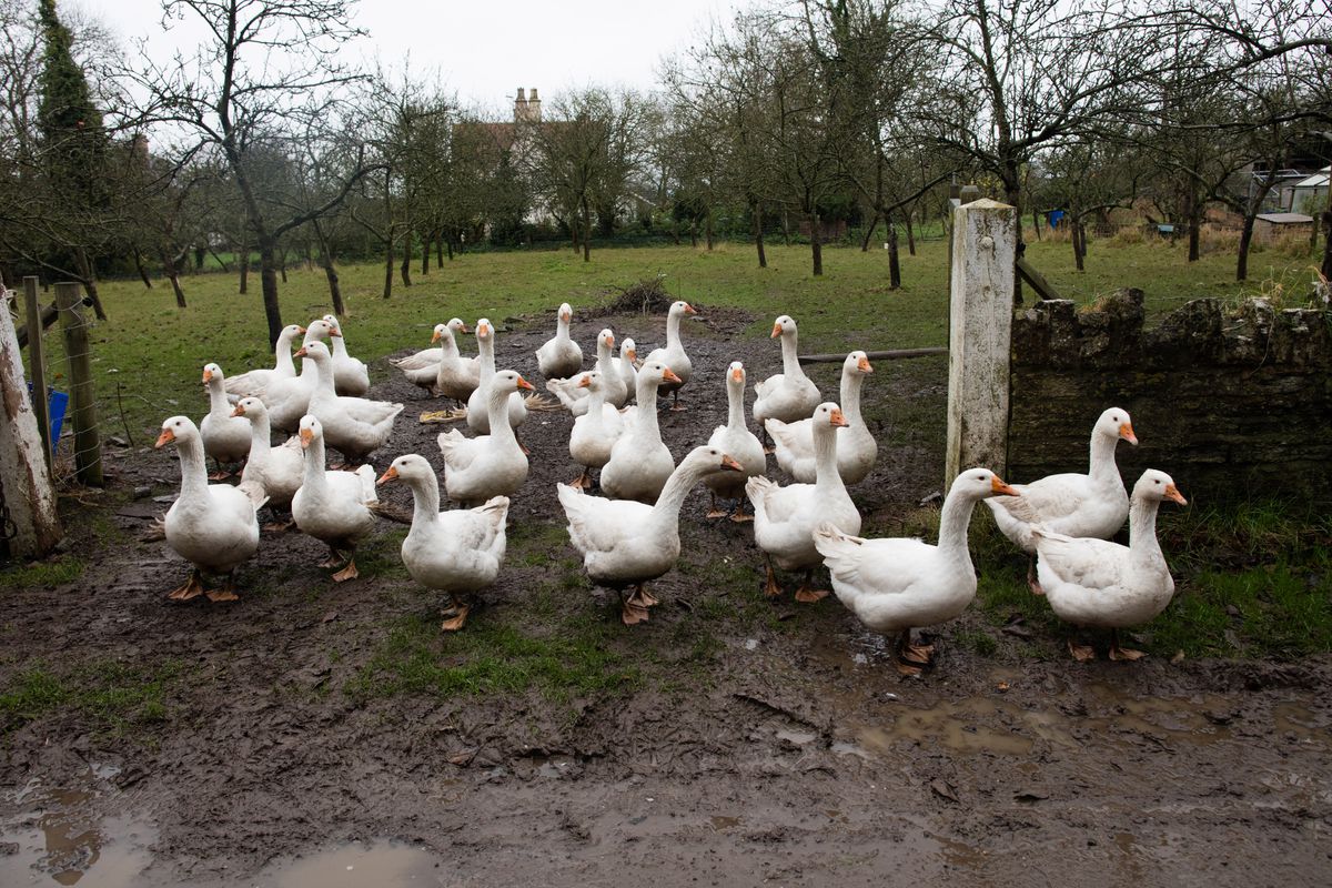 This Year Sees An Increase In Demand For Goose For Christmas Dinner