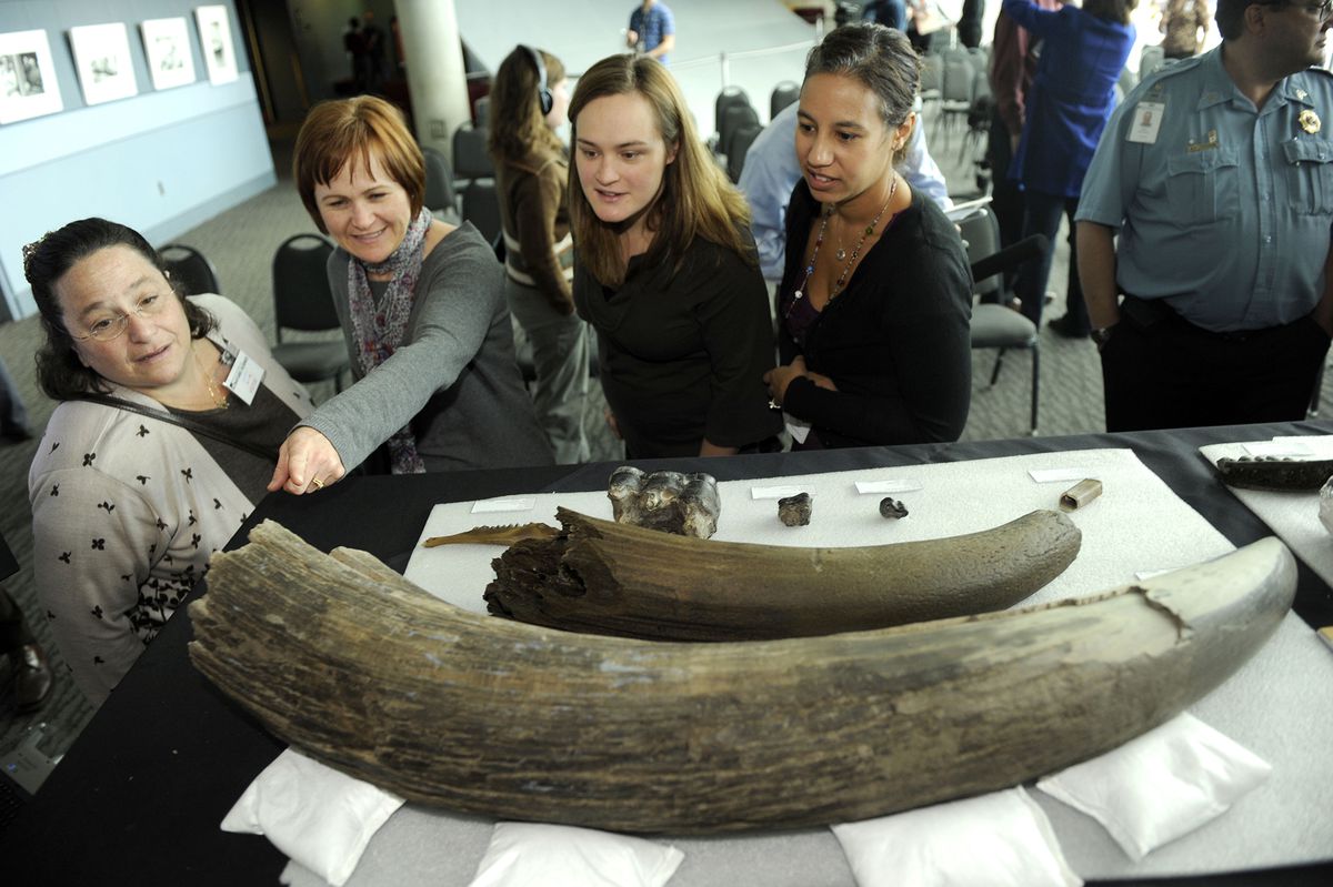 Modern observers study a giant mastodon tusk. (Helen H. Richardson/Getty Images)