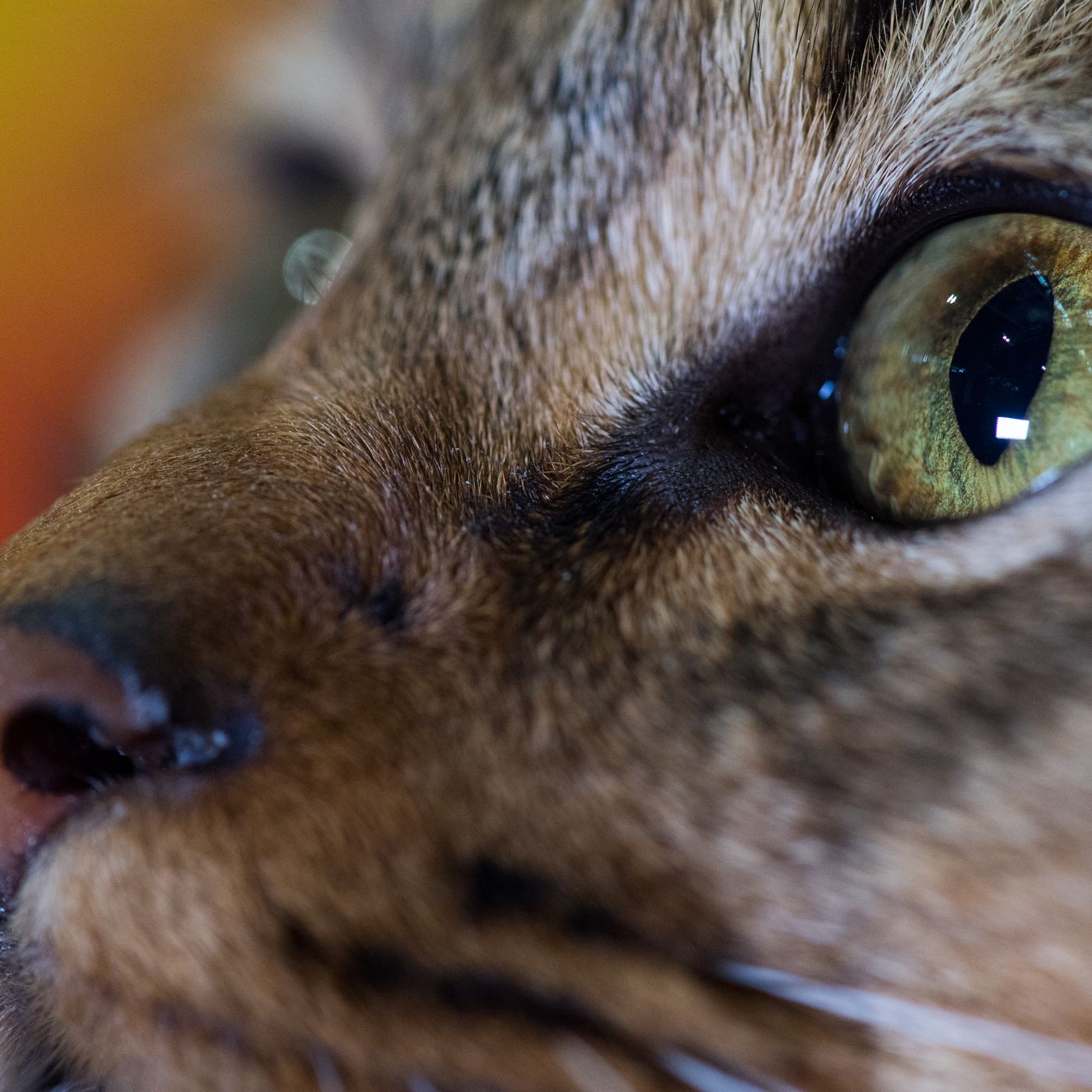 Cat Person The Uproar Over The New Yorker Short Story Explained Vox