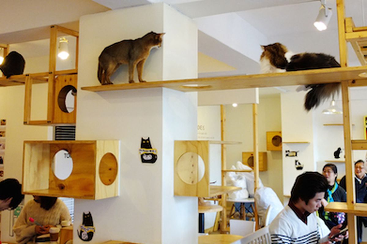 Cat Café 