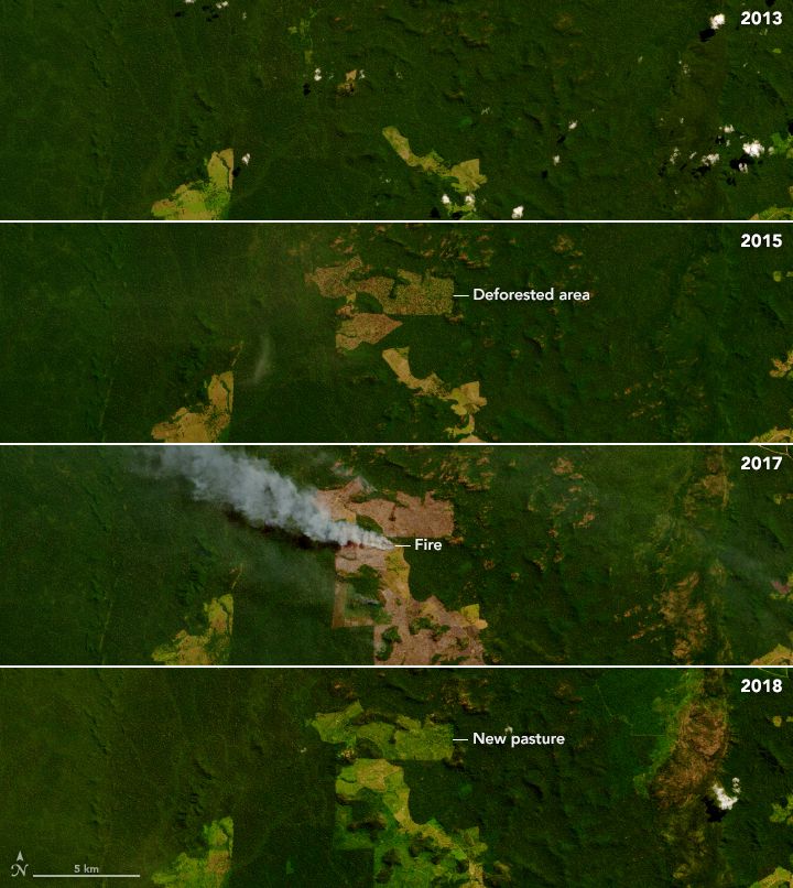 Clearing the rainforest to make way for ranches and agriculture is a process that can take several years of logging and burning.