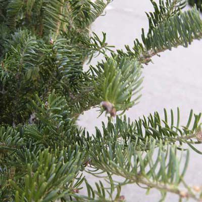 <p><strong>Balsam Fir</strong><br><em>Abies balsamea</em></p> <p>Northeast classic, the Balsam Fir's has dark green needles, needles that stay put, and is very fragrant.</p> <p>Other Northeast firs: <br><strong>Fraser fir</strong> (<em>Abies fraseri</em> (Pursh) Poir.)</p>