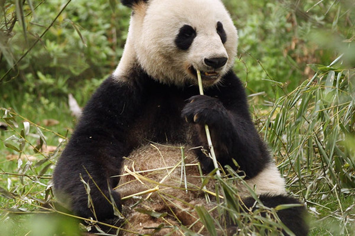 CHENGDU, CHINA - APRIL 19:  A baby Panda is seen at the Chengdu Research Base of Giant Panda Breeding on April 19, 2011 in Chengdu, China.  (Photo by Ian Walton/Getty Images)