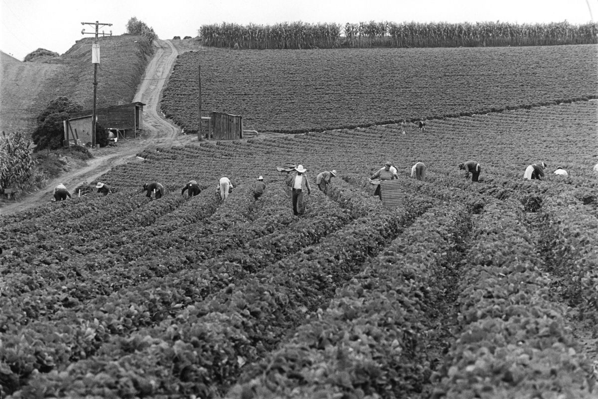 Migrant laborers works in California’s strawberry fields outside of Salinas in Monterey County on July 30, 1997. 