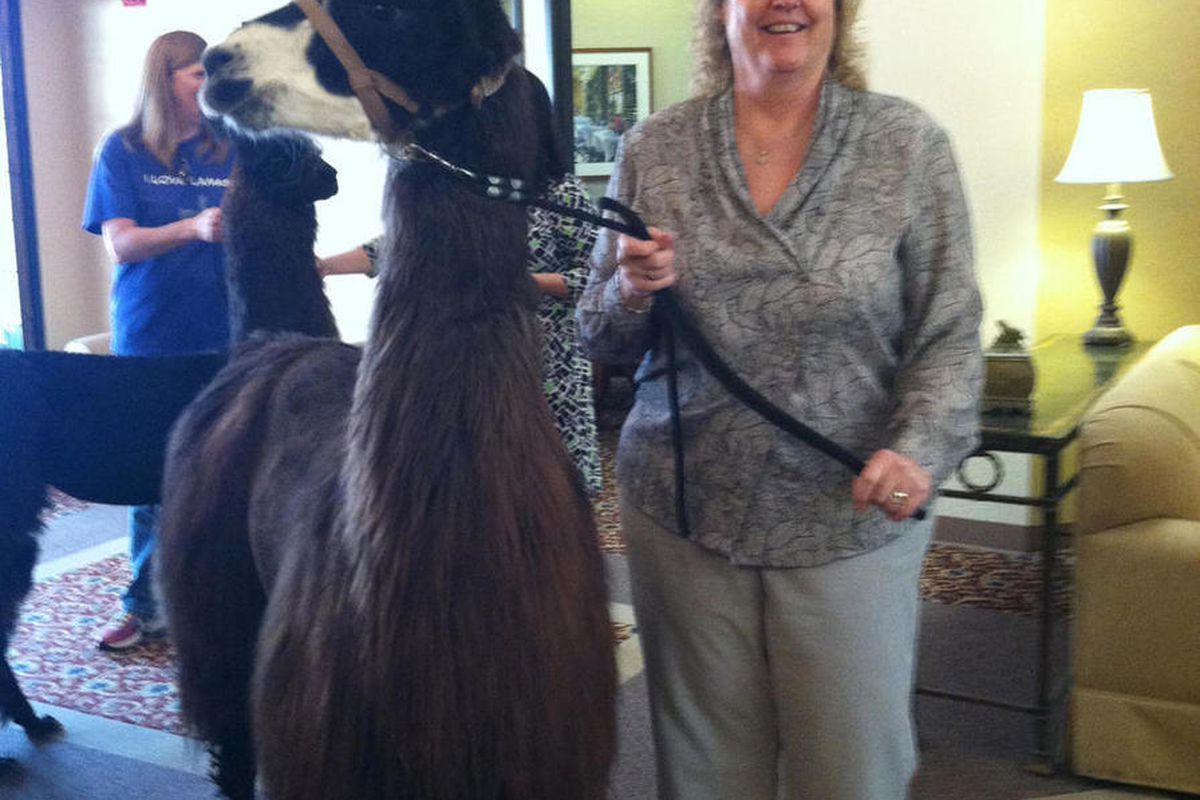 In this photo provided by Nancy MacDonald, MacDonald a business office manager, poses with a llama at GenCare SunCity at The Carillons, Thursday, Feb. 26, 2015, in Sun City, Ariz. Two quick-footed llamas that dashed in and out of traffic in the Phoenix-ar