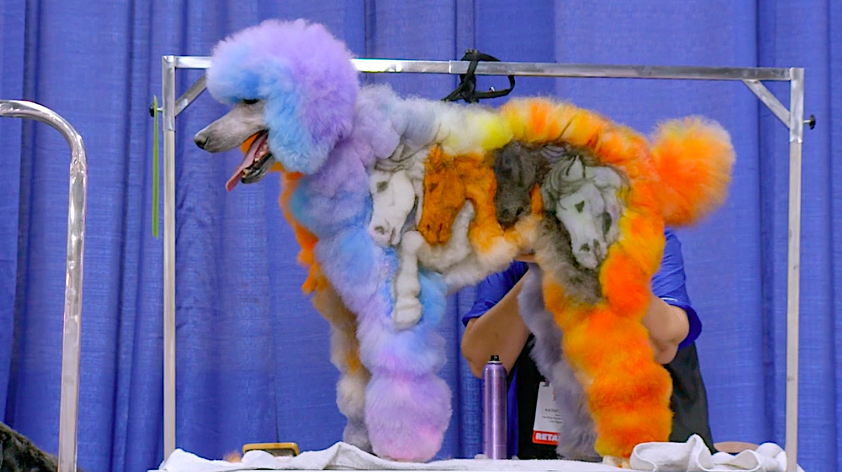 A brightly colored poodle with a mural of horse-heads shaved into its side stands on a competition table in the documentary Well Groomed