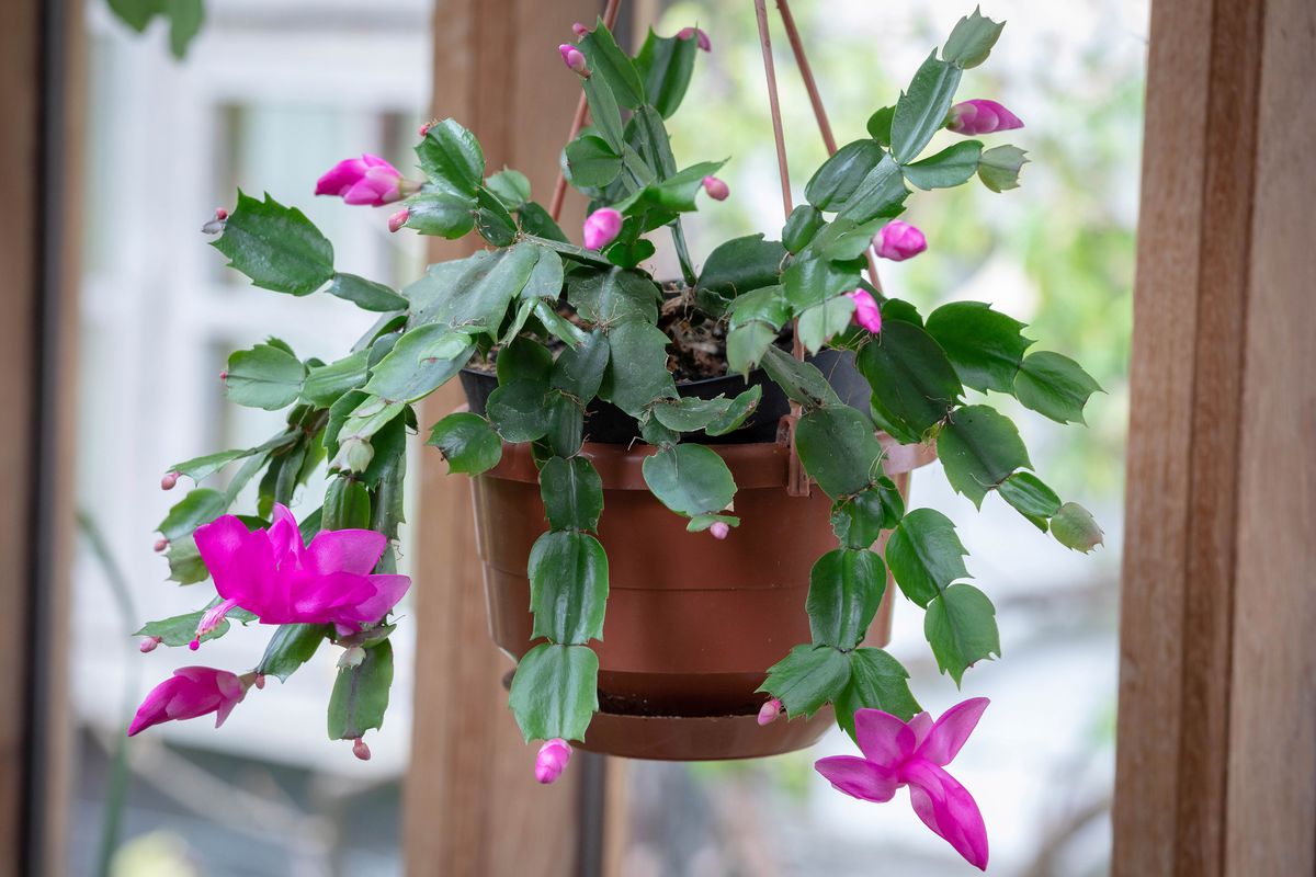 A Christmas cactus with pink flowers hangs in front of a window.