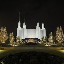 Trees in white lights lead up to the Washington D.C. Temple.