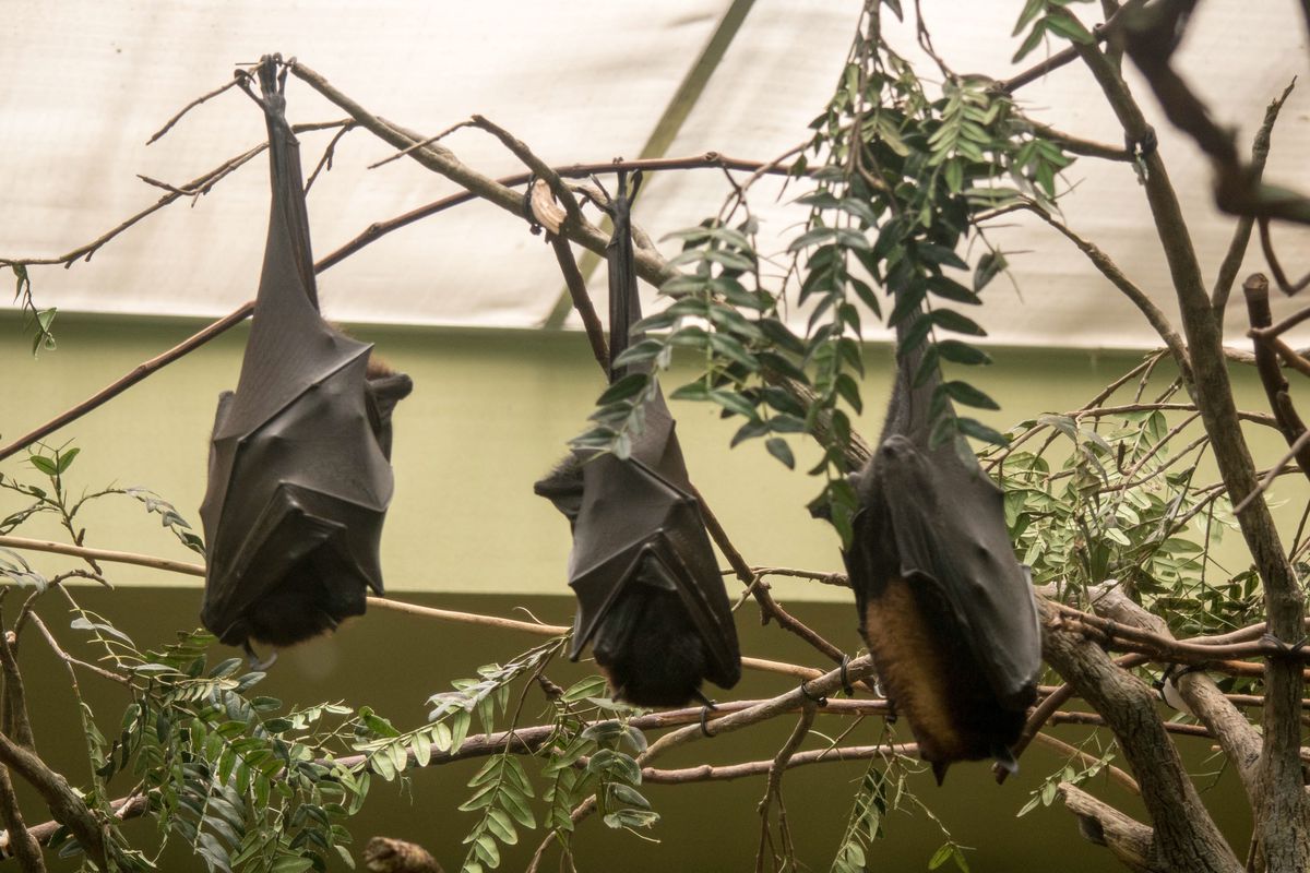 Flying Fox Bats hanging sleeping, Pittsburgh