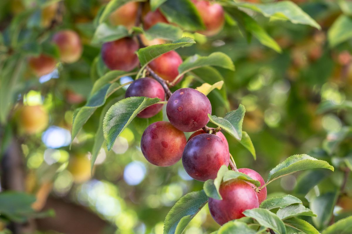 plum tree